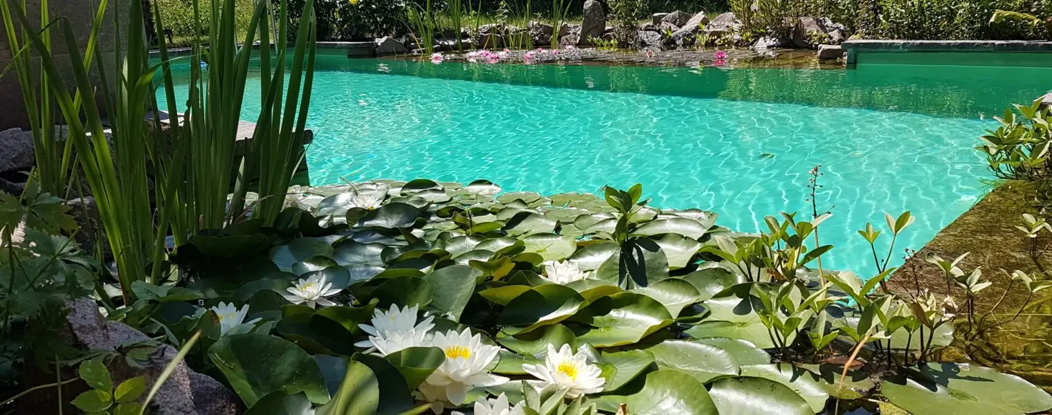 Schwimmteich mit Seerosen am Rand