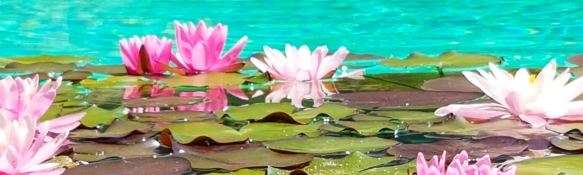Seerosen_Kontakt_2000x600px Seerosen