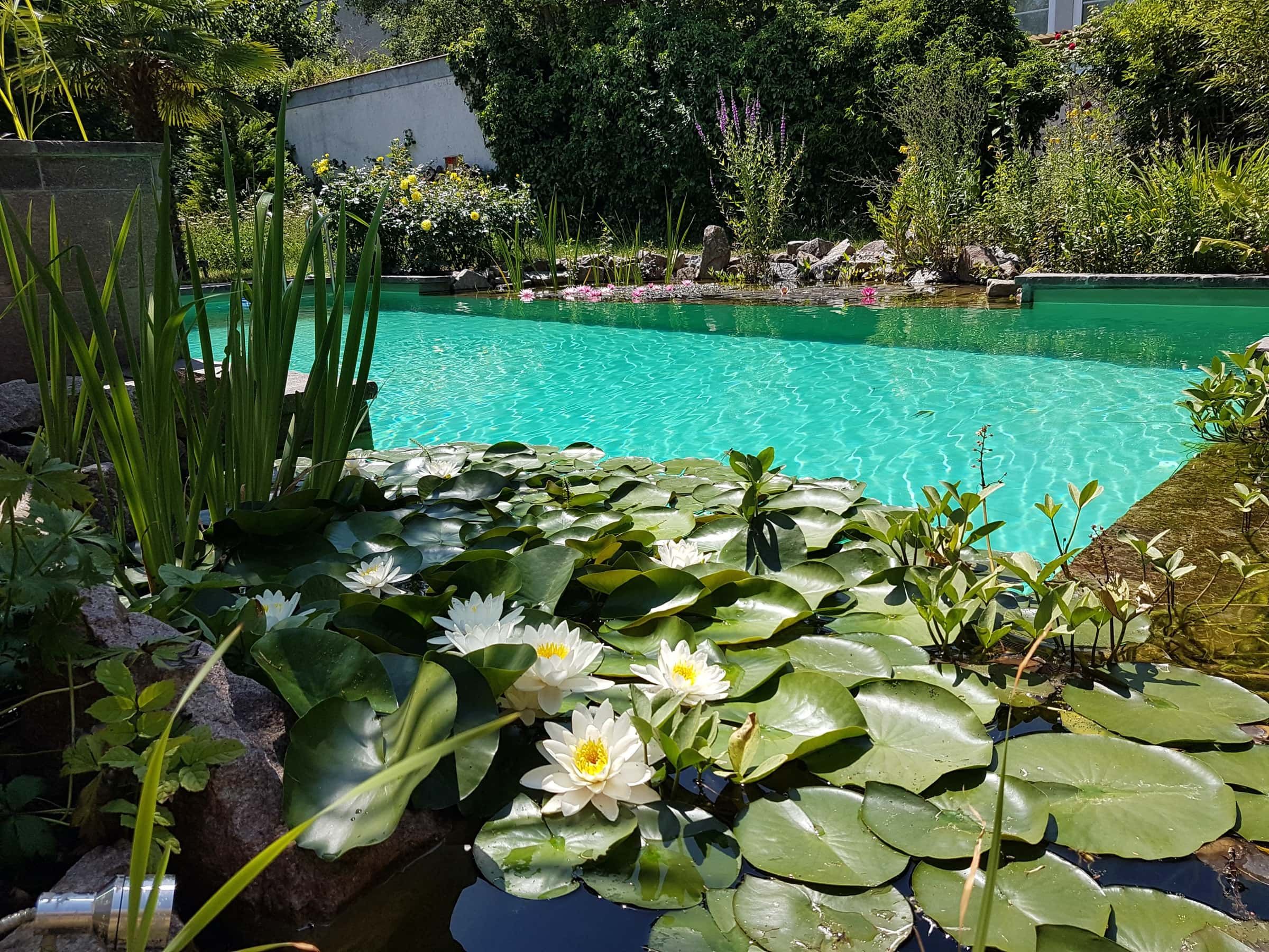 schwimmteich mit seerosen